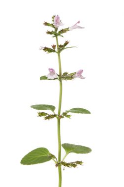 Vahşi fesleğen bitki