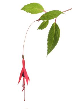 Vahşi turuncu çiçek ve bitki örtüsü