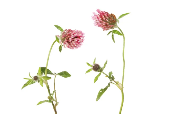 レッド クローバーの花と葉 — ストック写真