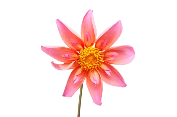 Pink collerette dahlia — 스톡 사진