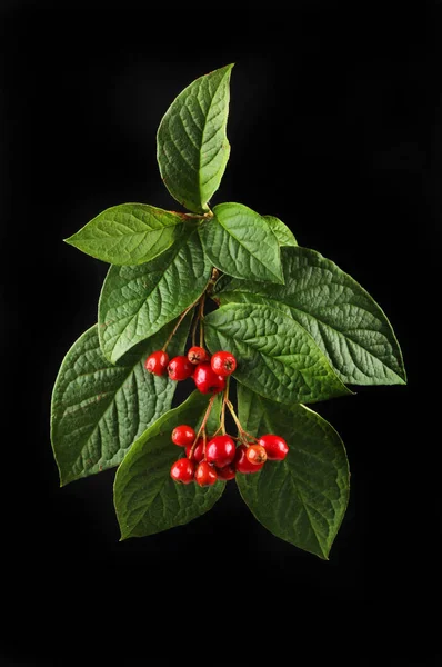 Cotoneaster leaves and berries against black — Stock Photo, Image
