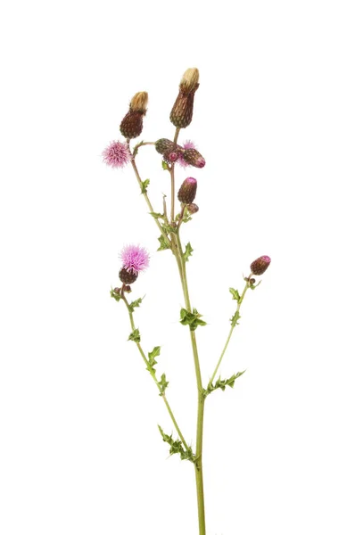 Flor de cardo rastejante e folhagem — Fotografia de Stock