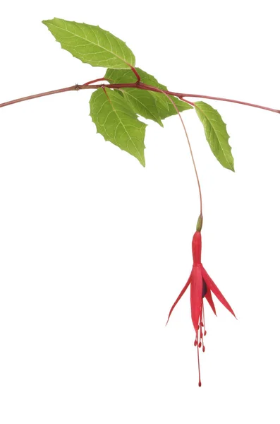 Vilda fuschia blomma och blad — Stockfoto