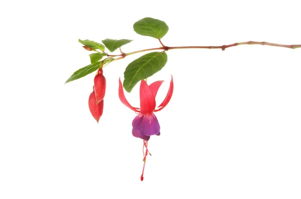 Fuscia bloemen en bladeren — Stockfoto