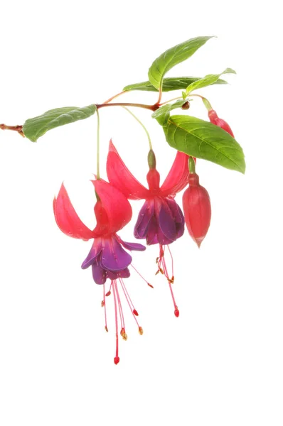 Fuscia 꽃과 잎 — 스톡 사진