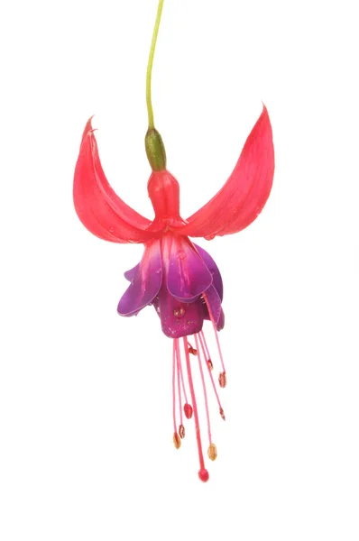 Fuscia λουλούδι απομονωμένες — Φωτογραφία Αρχείου