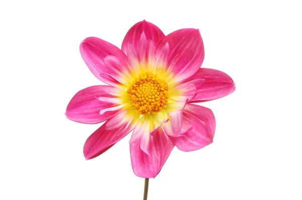 Magenta and yellow dahlia — Stock Photo, Image