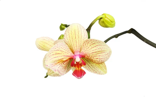 Fiore e germoglio del orchid — Foto Stock