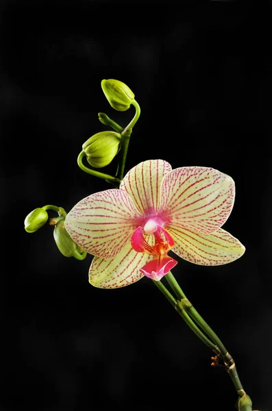 Flor de orquídea e botões contra preto — Fotografia de Stock