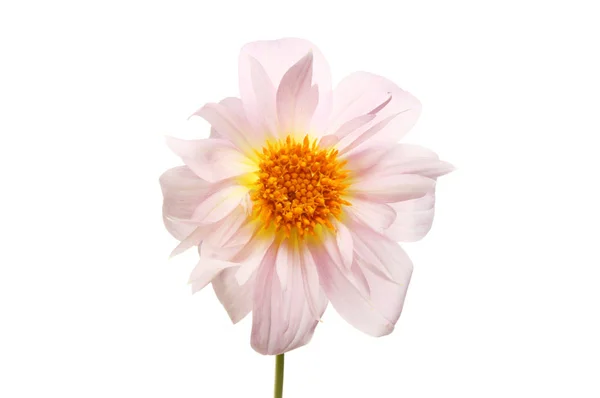Pastel pink dahlia — Stock Photo, Image