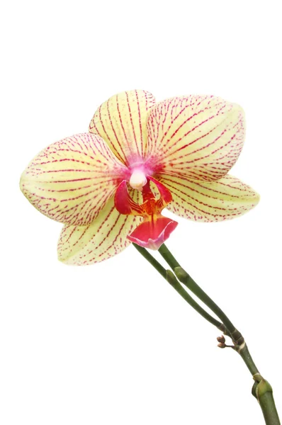 Flor de orquídea phalaenopsis — Fotografia de Stock