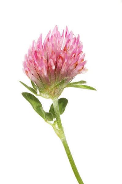 Clover flower closeup — Stock Photo, Image