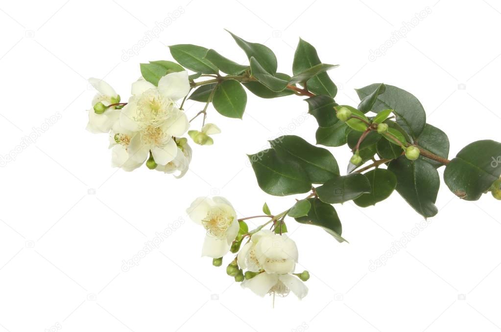 Myrtle flowers and foliage