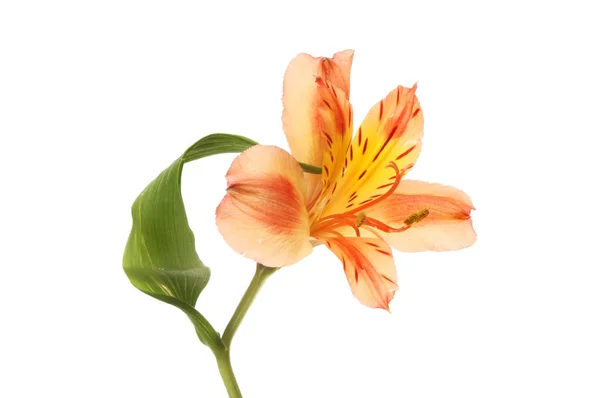 Gelbe und orangefarbene Alstroemeria-Blume — Stockfoto