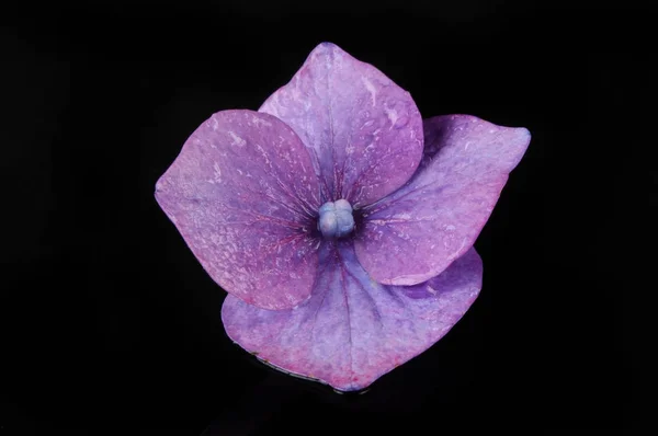 Kwiat fioletowy Hortensja przeciwko czarny — Zdjęcie stockowe