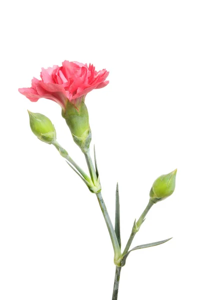 Roze anjer bloem — Stockfoto