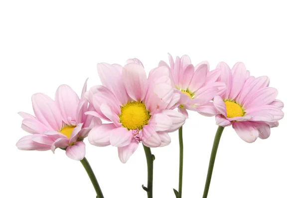 Lilac chrysanthemum flowers — Stock Photo, Image