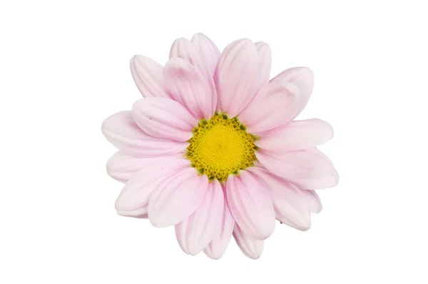 Lila chrysanten bloem — Stockfoto