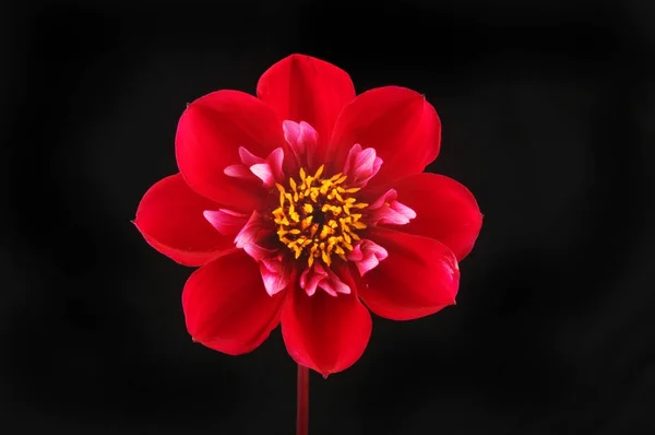 Červená dahlia proti černé — Stock fotografie