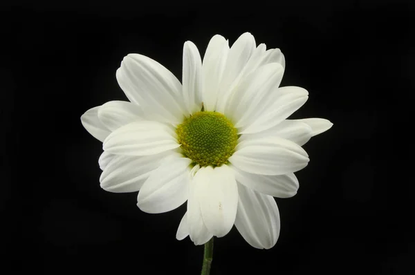 Crisântemo branco contra o preto — Fotografia de Stock