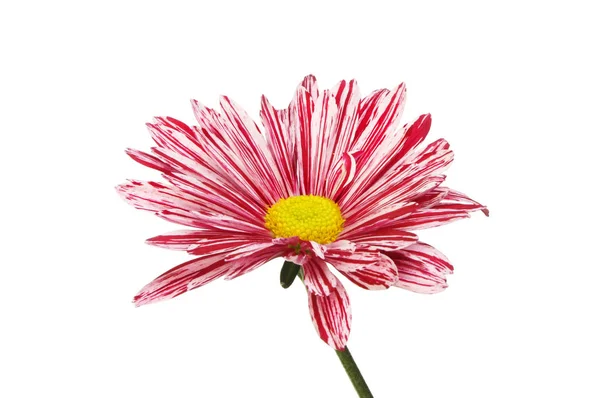 ストライプの菊の花 — ストック写真