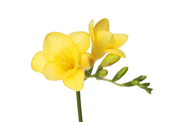 Freesia flowers and buds — Stock Photo, Image