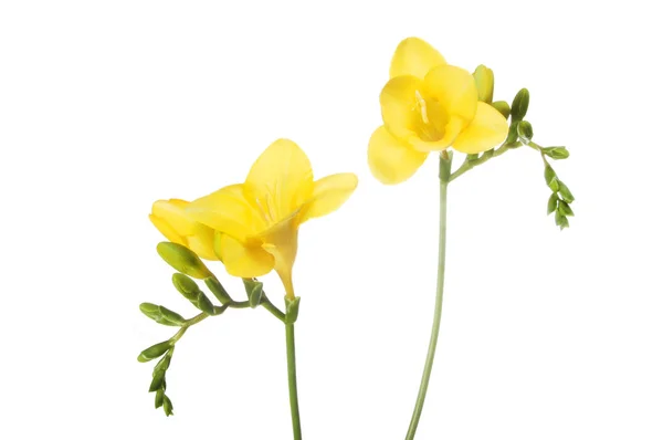 Freesia κίτρινα λουλούδια — Φωτογραφία Αρχείου