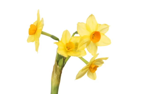 Multi headed narcissus flower — Stock Photo, Image