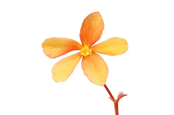 오렌지 베고니아 꽃 — 스톡 사진