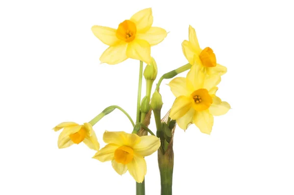 Soliel d'or Narciso — Foto Stock