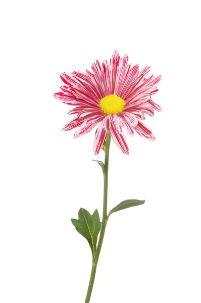 Striped chrysanthemum flower — Stock Photo, Image