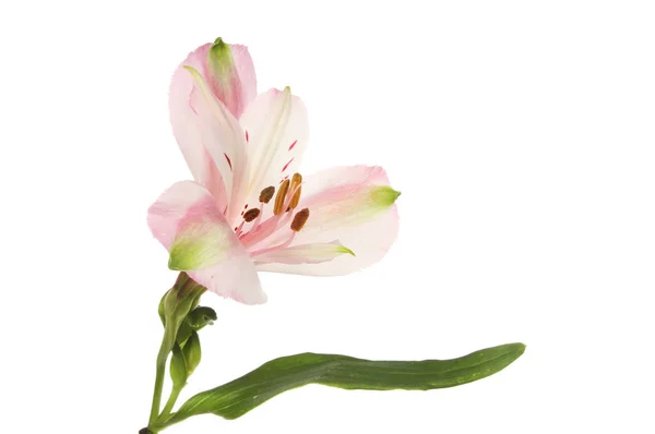 Alstroemeria flor close-up — Fotografia de Stock