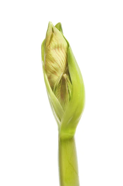 Amaryllis flowerbud geïsoleerd — Stockfoto