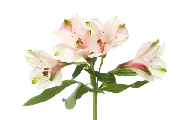 Alstroemeria flores y follaje — Foto de Stock
