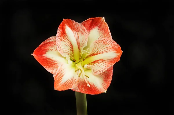 Amaryllis проти чорний — стокове фото