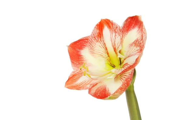 Amaryllis flower isolated — Stock Photo, Image