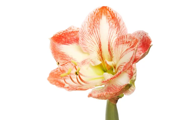 Amaryllis flower isolated — Stock Photo, Image