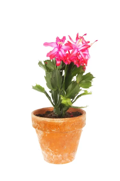 Flowering Christmas cactus — Stock Photo, Image