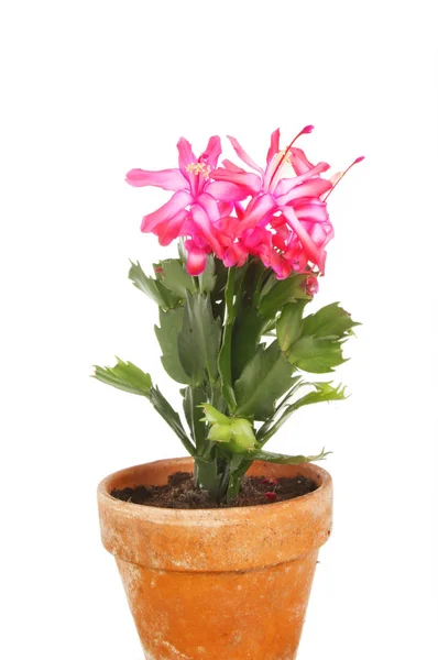 Christmas cactus in pot — Stock Photo, Image