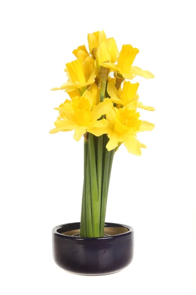 Arranjo de Daffodil isolado — Fotografia de Stock