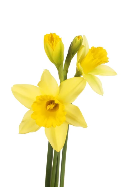 Daffodil flowers and buds — Stock Photo, Image