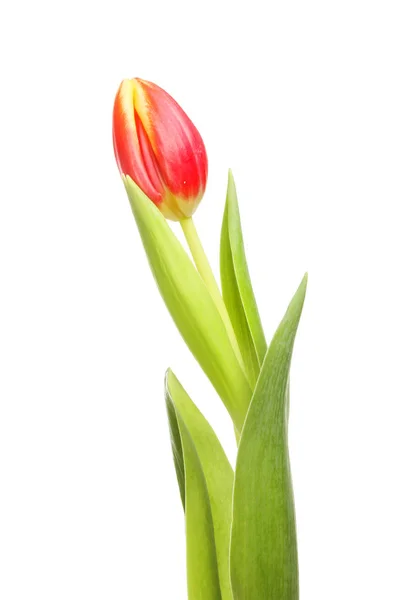 Красный и желтый тюльпан — стоковое фото