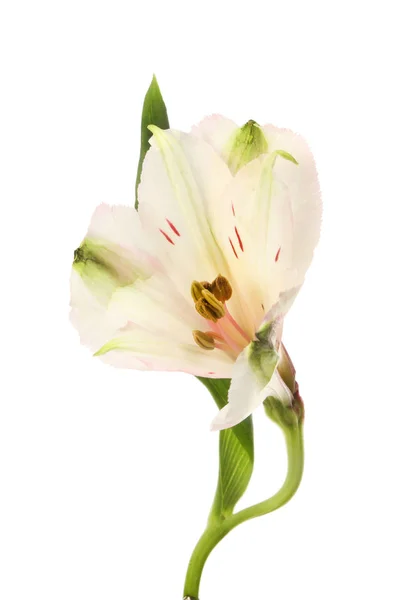 단일 alstroemeria 꽃 — 스톡 사진