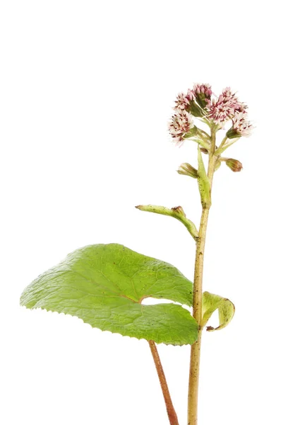 Wildflower Heliotrope zima — Zdjęcie stockowe