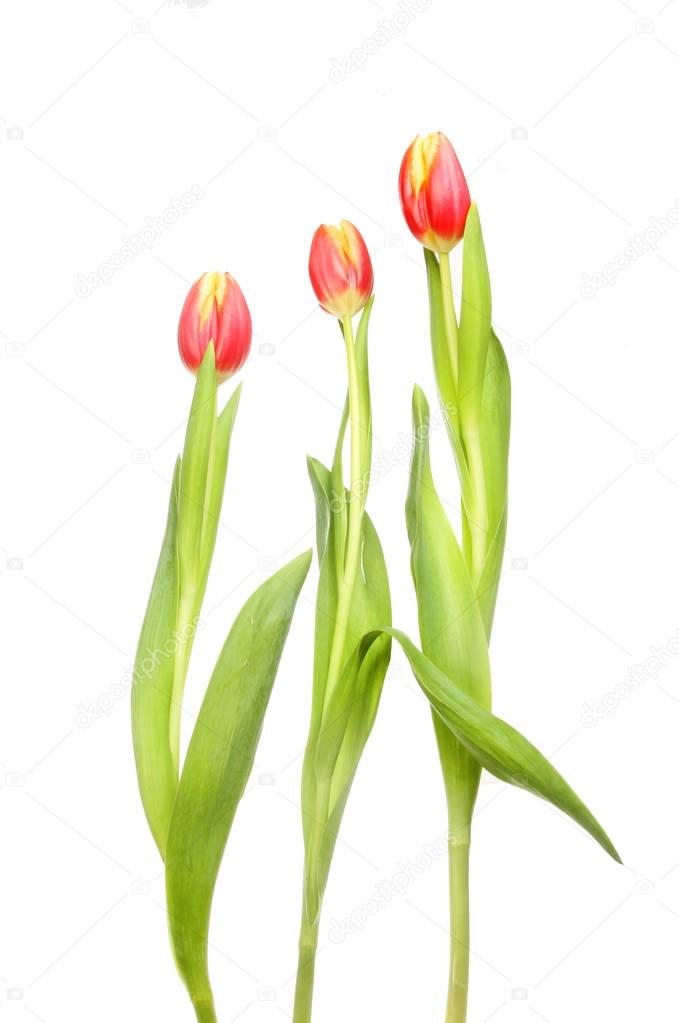 Three tulip flowers