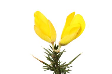 Gorse çiçekler
