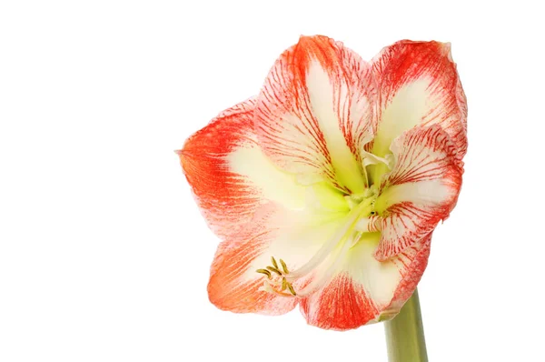 Amaryllis flower closeup — Stockfoto