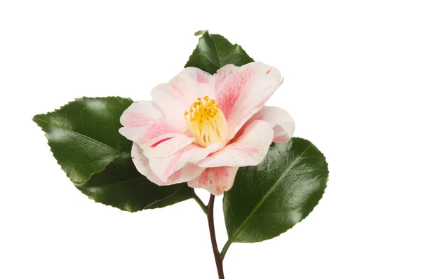 Flor de camelia variada — Foto de Stock