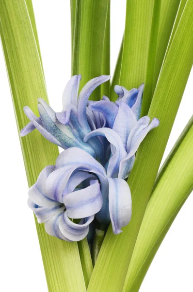 Hyacinth flowers closeup — Stock Photo, Image