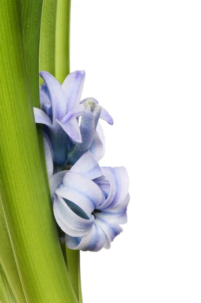Closeup of hyacinth flowers — Stock Photo, Image